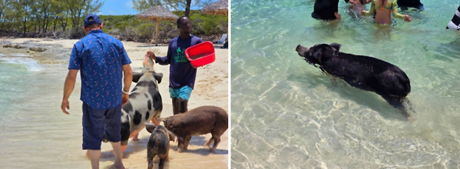 바다에서 수영하는 돼지와 놀고 있는 관광객들의 모습 / 사진=김혜성 여행+ 기자