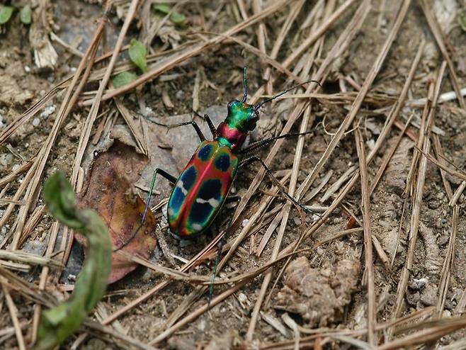 길앞잡이[국립생태원 제공]