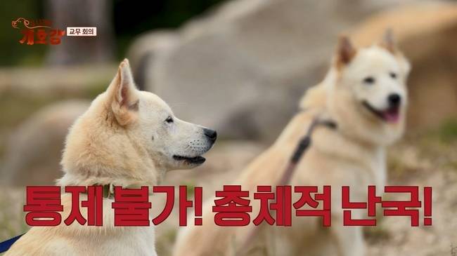 사진=JTBC ‘집 나가면 개호강’