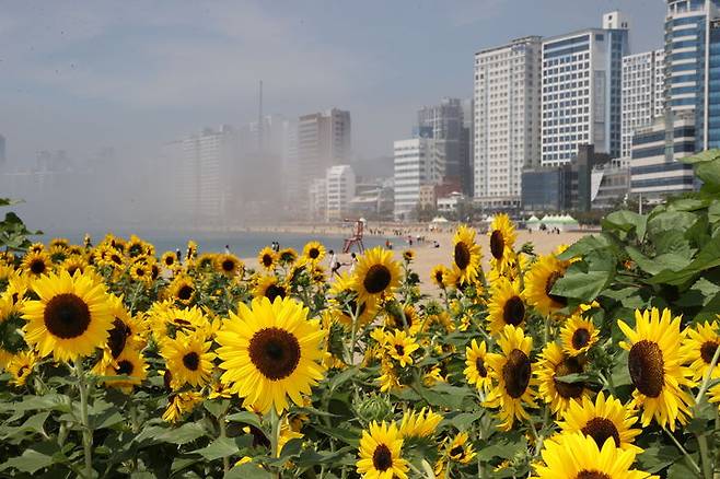 [부산=뉴시스] 부산 광안리해수욕장 해바라기 전시 (사진=부산 수영구 제공) 2025.06.22. photo@newsis.com *재판매 및 DB 금지