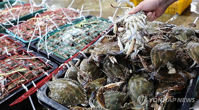 어획량 급감한 연평도 봄 꽃게 [연합뉴스 자료사진]