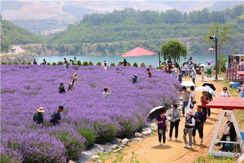 무릉별유천지 라벤더 축제 [동해시 제공. 재판매 및 DB 금지]