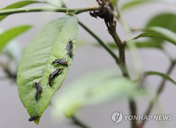 나뭇잎에 붙은 러브버그./연합뉴스
