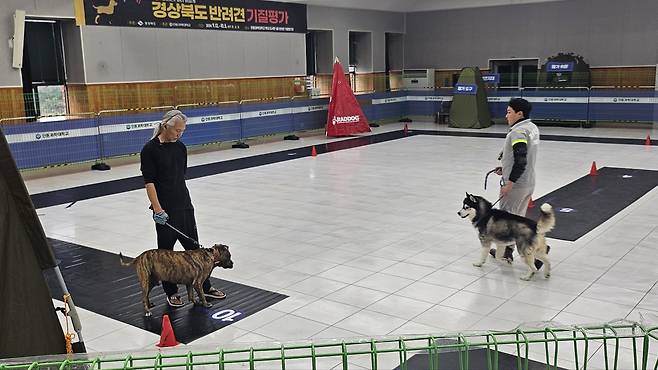 지난해 경북도가 실시한 맹견 기질 평가 장면./경북도 제공