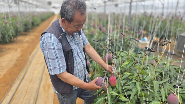 산청군 신안면 문대리 박종원 씨 농장에서 애플망고 수확이 이뤄지고 있다. 김현우 기자