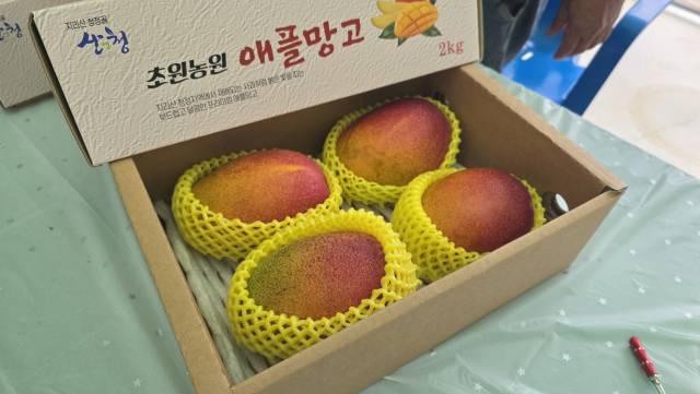 포장된 애플망고 모습. 꾸준한 수확과 함께 판로 확보가 과제다. 김현우 기자