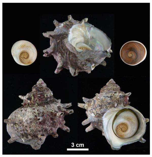 유전체 분석 실험에 사용한 소라.