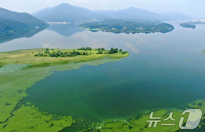 녹조 자료사진. /뉴스1