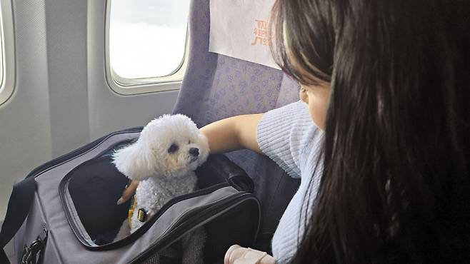 애완견 등 반려동물은 기내 탑승 때 전용 케이스에 넣은 채로 탑승객의 발 밑에 둬야 한다. 짖는 경우엔 입마개를 차야 한다. 사진은 지난해 한시적으로 운영된 반려견 전세기 기내 장면이다. 일반 항공편과 달라 반려견이 보호자 옆 좌석에 앉을 수 있도록 허용됐다. /조선일보DB