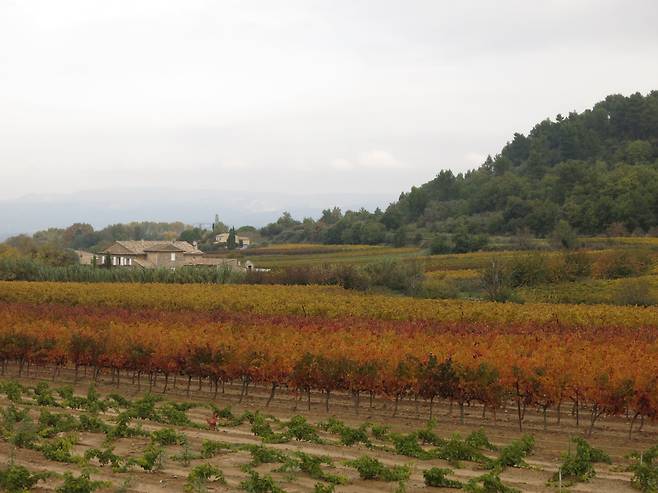 프로방스 와인 밭의 단품. 프로방스의 로제는 그 특유의 아름다운 분홍색으로 여름철 와인의 세계적인 패션이 되었다./박진배