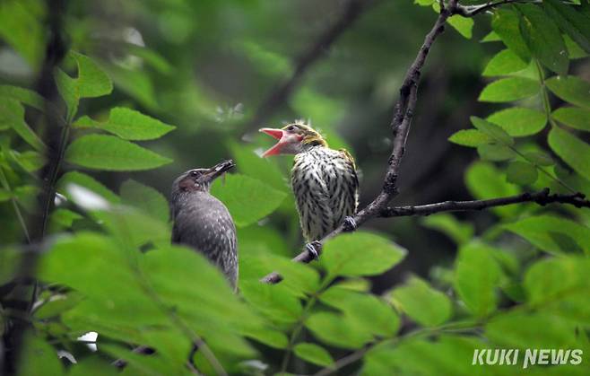 ‘내 새끼는 아니지만…’다 키운 새끼를 잃은 어미 직박구리가 옆 둥지에서 막 이소한 꾀꼬리 새끼에게 먹이를 물어다 먹이고 있다.생태사진가 용환국 씨는 “새들이 힘들게 둥지를 짓고 새끼를 품고 낳아 최선을 다해 키우는 모습은 감동이다”며 “이들이 작은벌레를 부지런히 잡아 새끼들에게 먹이지만 한순간 다 키운 새끼들이 상위 포식자에게 잡혀먹는 모습을 보면 안타까울 때도 많다. 그래도 용기를 내서 또 알을 낳아 품고 새끼를 키워나가는 모습을 보면 배울 점이 많다”고 말했다.