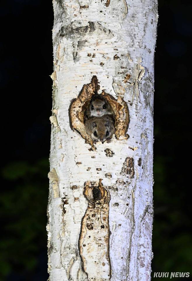 ‘슬슬 밖으로 나가볼까’한국 특산 아종(亞種)인 하늘다람쥐(P.v.aluco)는 희귀종으로 1982년 11월 16일 천연기념물로 지정되었다. 2012년 5월 31일 멸종위기 야생생물 2급으로 지정되어 보호받고 있다.