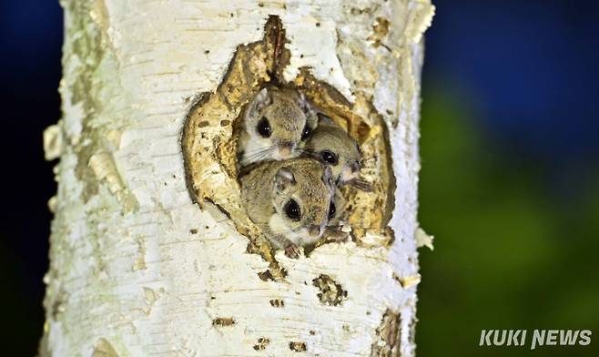 하늘다람쥐는 주로 상수리나무와 잣나무의 혼효림 또는 순수한 침엽수림, 특히 잣나무숲에서 단독 혹은 두 마리씩 서식하고 있으며, 항상 나무의 빈 구멍 속에 보금자리를 만들고 낮에는 등을 구부리고 납작한 꼬리로 온몸을 덮고 낮잠을 자다가, 해질 무렵부터 활동하기 시작하는 야행성이다.