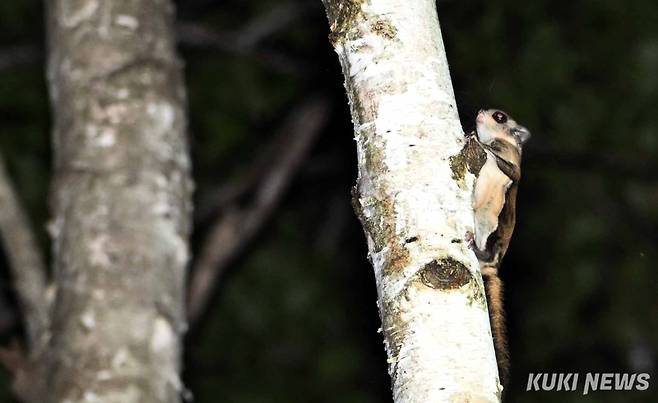 어린 하늘다람쥐가 비행을 위해 나무 위로 오르고 있다. 활공은 나무의 높은 곳으로부터 비막을 충분히 펴고 비스듬하게 아래쪽으로 내려가는데, 방향이나 고도를 바꾸면서 정확하게 목적지에 도달한다. 그 동작은 청설모보다는 훨씬 빠르고 교묘하게 나무를 잘 타며, 민첩하게 이 나뭇가지에서 저 나뭇가지로 이동한다.