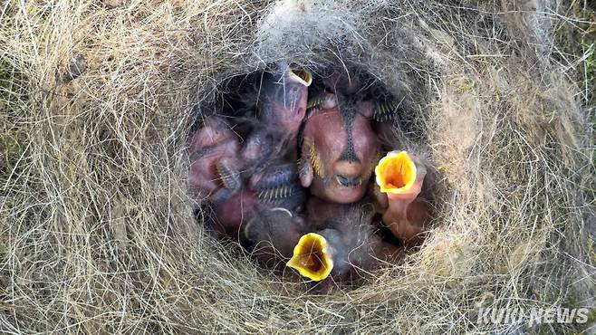 ‘엄마 배고파요’태어난지 얼마안된 박새 새끼들이 먹이를 달라고 보채고 있다.새들은 종류에 따라서 곤충이나 애벌레, 지렁이 등을 직접 물어다 먹이기도 하고 부모 새가 먹이를 먹어 몸속에서 적당히 녹인 후 새끼들에게 토해내 먹이기도 한다.&nbsp;