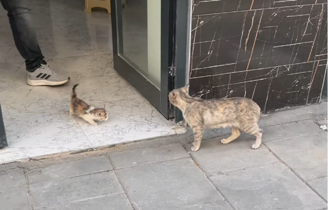 [사진 = 숭굴루 동물병원 인스타그램 갈무리]