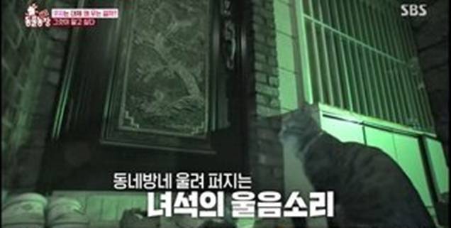 SBS ‘TV동물농장’