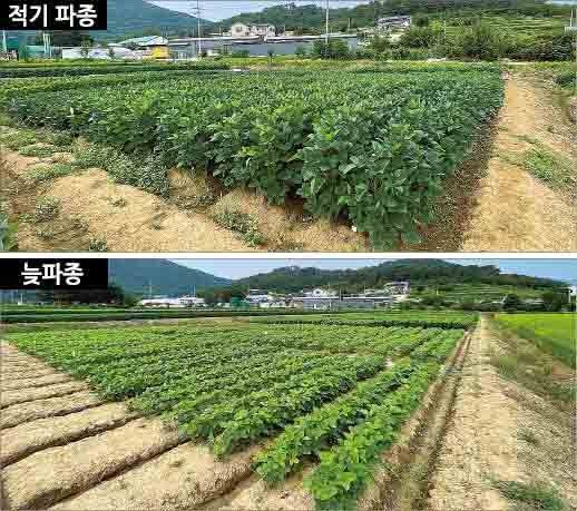 콩은 파종이 조금만 늦어져도 생육에 큰 지장을 받는다. 위쪽 사진은 6월25일, 아래쪽 사진은 7월25일 파종한 후 각각 60일이 경과한 생육 모습이다(몇해 전). 한눈에 봐도 제때 파종한 콩 생육 상태가 확연하게 다르다. 농촌진흥청
