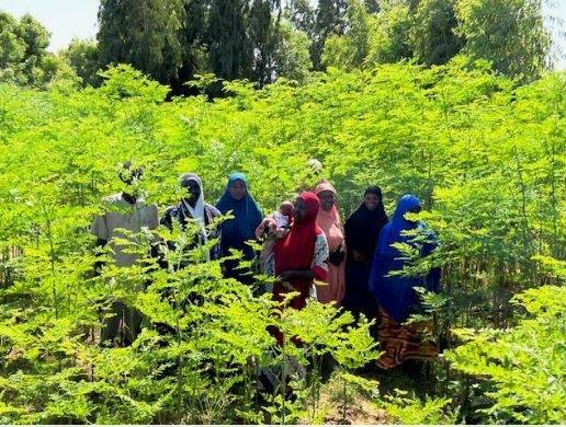 니제르 모링가나무 소득 창출 활동 [산림청 제공. 재판매 및 DB 금지]