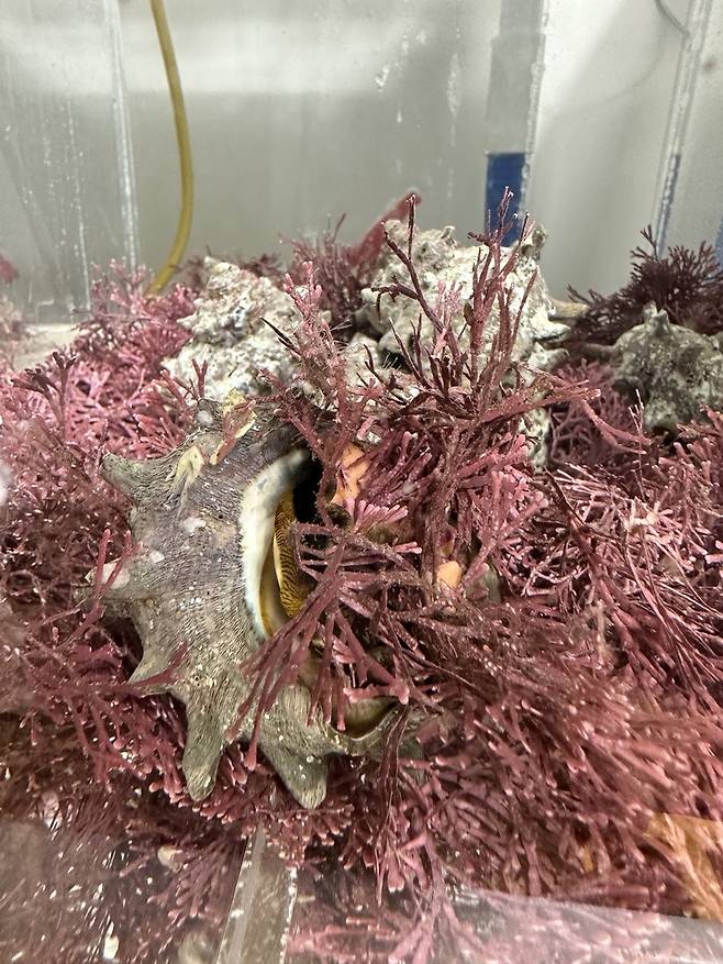 석회조류 섭식하는 소라 [KIOST 제공]