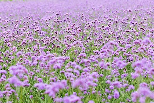 지난 20일 가곡면에 핀 버베나 [단양군 제공. 재판매 및 DB 금지]