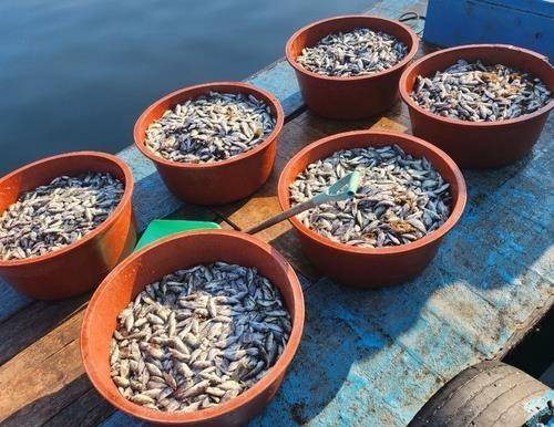 지난해 거제 양식장 고수온 폐사 조피볼락 [거제 어민 제공. 재판매 및 DB 금지]