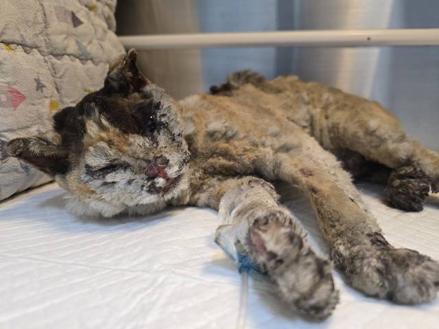 산불로 안동에서 구조되어 온 고양이. 반려동물의 화상 중증도 평가지표인 TBSA가 무려 80%로 목숨이 매우 위태로운 상황이다.박순석동물메디컬센터 제공