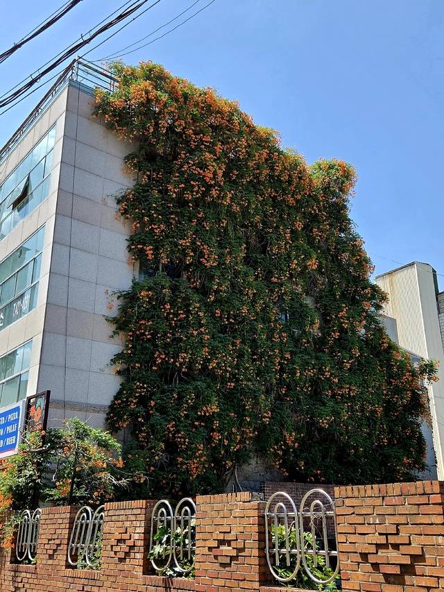 건물 벽면을 타고 올라 4층 높이 옥상까지 이어진 능소화는 마치 '꽃 폭포'를 연상시킨다. '능소화 폭포', '김광석길 꽃길' 등 다양한 별칭으로 불리는 대봉동 능소화 폭포는 포토존으로 유명세를 타며 이곳을 찾는 이들을 발길을 잡고 있다. 권예인 인턴