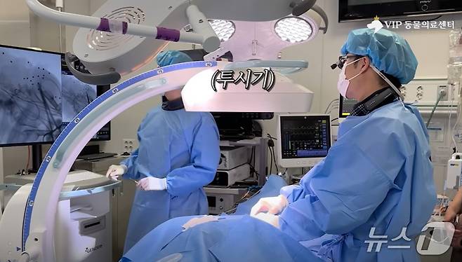 백구가 동물병원에서 수술을 받고 있다(VIP동물의료센터 제공). ⓒ 뉴스1