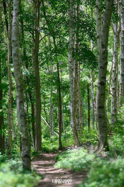 뜬봉샘 생태관광지의 또 다른 명소인 자작나무 숲은 여름에도 바람이 시원하다. 남부지방 최대 규모의 자작나무 조림지라는 점 하나만으로도 충분히 가치가 있다. ⓒ데일리안 배군득 기자