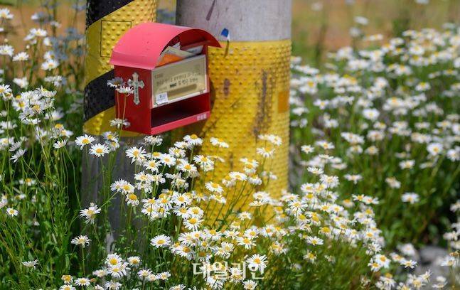 수분마을은 여느 시골마을과 비슷하면서도 다르다. 그냥 평범한 데이지꽃과 빨간 우체통, 노란 전신주의 조합만으로도 특별하다. 주민들의 적극적인 참여와 의지로 가꾸고 있다는 것이 마을 전체에서 느껴진다. ⓒ데일리안 배군득 기자
