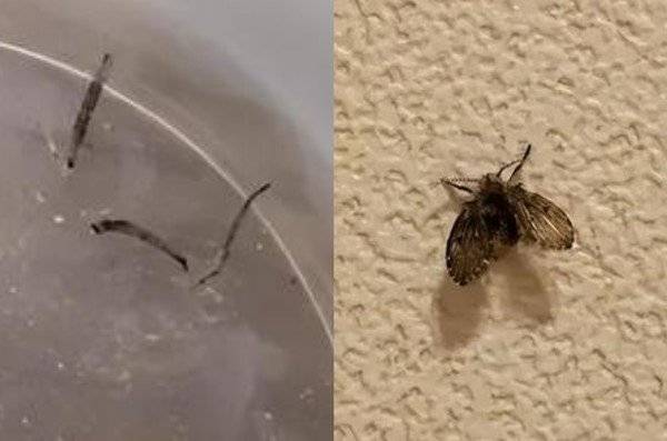 중국 양저우의 8세 소녀가 토해낸 유충과 나방파리. (신민 이브닝 뉴스)