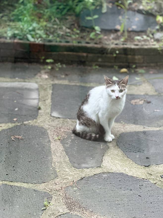 우리집 마당에서 날 구경하는 고앵이