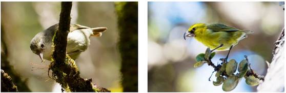 카우아이 섬에 서식하는 ‘아키키키’라는 꿀발톱새(왼쪽) 종은 현재 야생에서는 사실상 멸종된 것으로 알려졌다.  키위키우, 마우이 앵무새부리는 꿀새의 또 다른 멸종 위기종으로, 마우이 섬에 서식한다. 사진 미국 조류 보호 협회 홈페이지 캡처