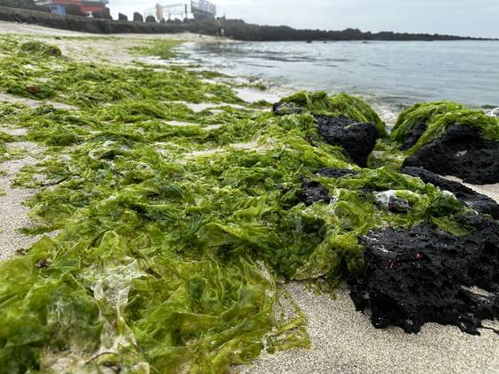 24일 제주시 동쪽의 조천읍 신흥리 40m 길이의 백사장에 쌓인 구멍갈파래. 최충일 기자