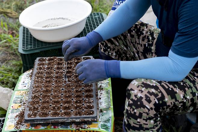 전북 완주군 고산면에서 거주중인 귀농7년차 종수씨가 자신의 비닐하우스에서 양배추 씨앗을 심고 있다. 사진은 본문과 관계 없음. /문재원 기자