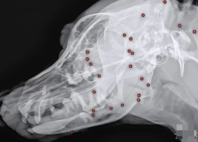 온몸에 총알이 박힌 백구의 엑스레이 사진 [사진 = VIP동물동물의료센터]