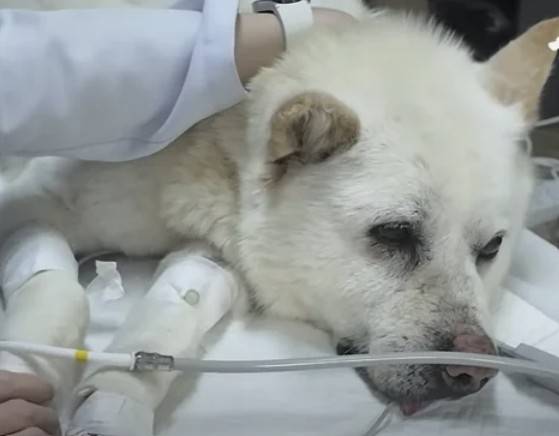 동물병원에서 치료받고 있는 백구 [사진 = VIP동물의료센터]