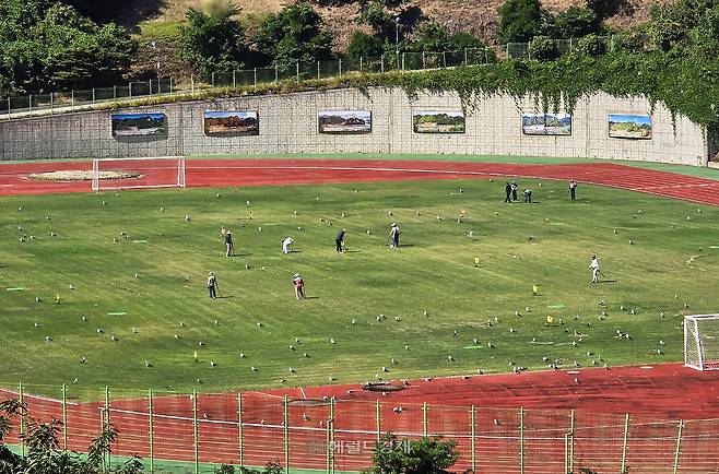 울릉군  공설운동장에서   주민들이 그라운드 골프를 즐기고 있는가운데 겁없는 갈매기들이 찾아와 경기를 관전하고 있다[사진=독자 김준철씨 제공]