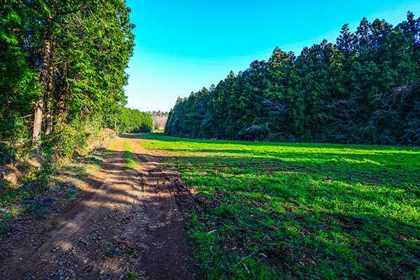 밭이 들어선 통오름 굼부리. 꽤 넓고 길다.