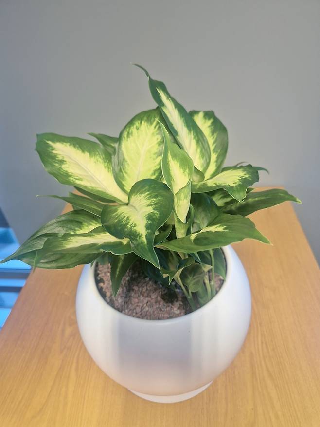 반려식물 보급사업 식물 예시 [서울시 제공. 재판매 및 DB 금지]