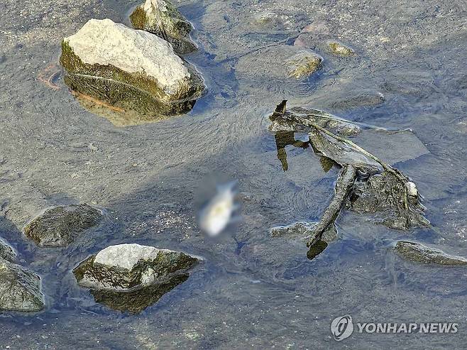 폐사한 물고기 [연합뉴스 자료사진]