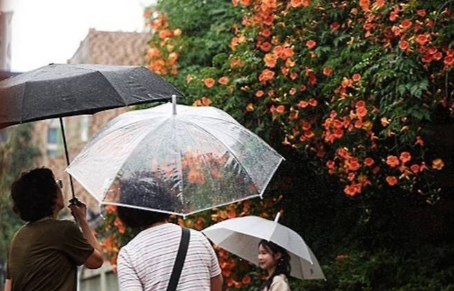 ▲ 장맛비가 내린 24일 대구 중구 대봉동 한 건물 외벽의 '능소화 폭포'에서 우산 쓴 시민들이 활짝 핀 능소화를 배경으로 사진을 찍고 있다. /연합뉴스