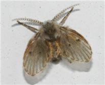 중국에서 8세 소녀가 한달간 살아있는 벌레를 토해내는 일이 발생해 충격을 주고 있다.