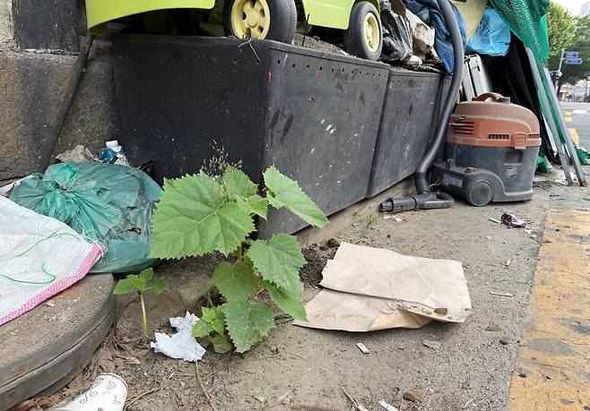 서울 중구 황학동 골목의 방치된 쓰레기 틈에서 자라는 오동나무, 2025년 5월/ 조인원 기자