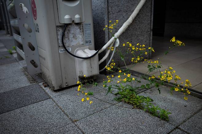 서울 성동구 아파트 상가 에어컨 실외기 앞에서 자라는 고들빼기, 2025년 5월/ 조인원 기자