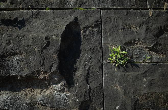 서울 동대문구 성북천변에 핀 개망초, 2025년 5월/ 조인원 기자