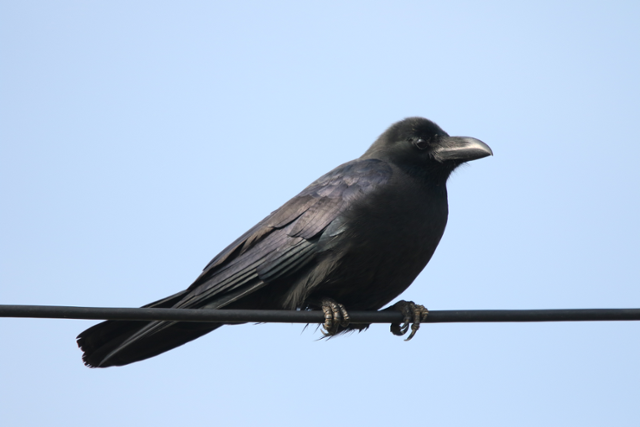 큰부리까마귀. 환경부 제공