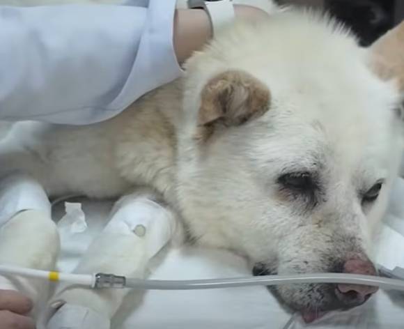 유기견 백구의 몸에 산탄총 파편이 박혀 있다. 백구가 병원 진료를 받고 있다. [사진=VIP동물의료센터]