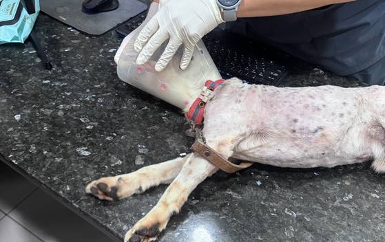 지난 8일 경남 거제의 군인 등 남성 3명이 비비탄을 난사해 온 몸에 상처를 입고 병원 진료를 받고 있는 강아지. 견주는 강아지의 트라우마가 심한 상태라 마취한 상태에서 진료를 보는 중이라고 전했다. 사진 A씨